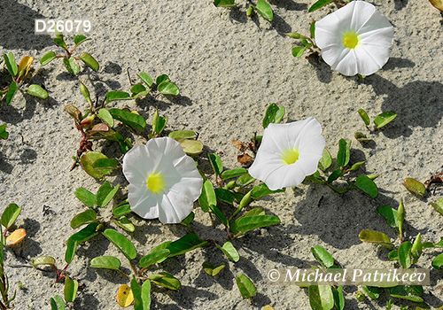 Beach Morning-glory (Ipomoea imperati)